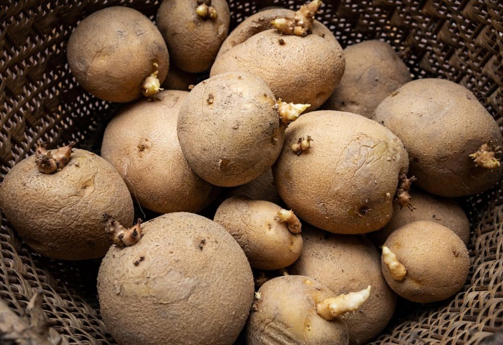 Keimende Kartoffeln essen: Darf man das wirklich?