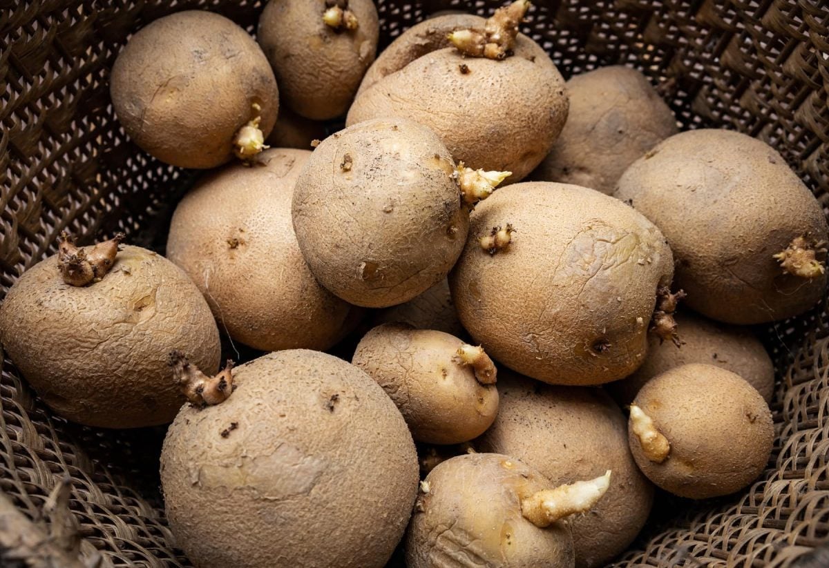 Draufsicht: Keimende Kartoffeln auf dunklem Untergrund.