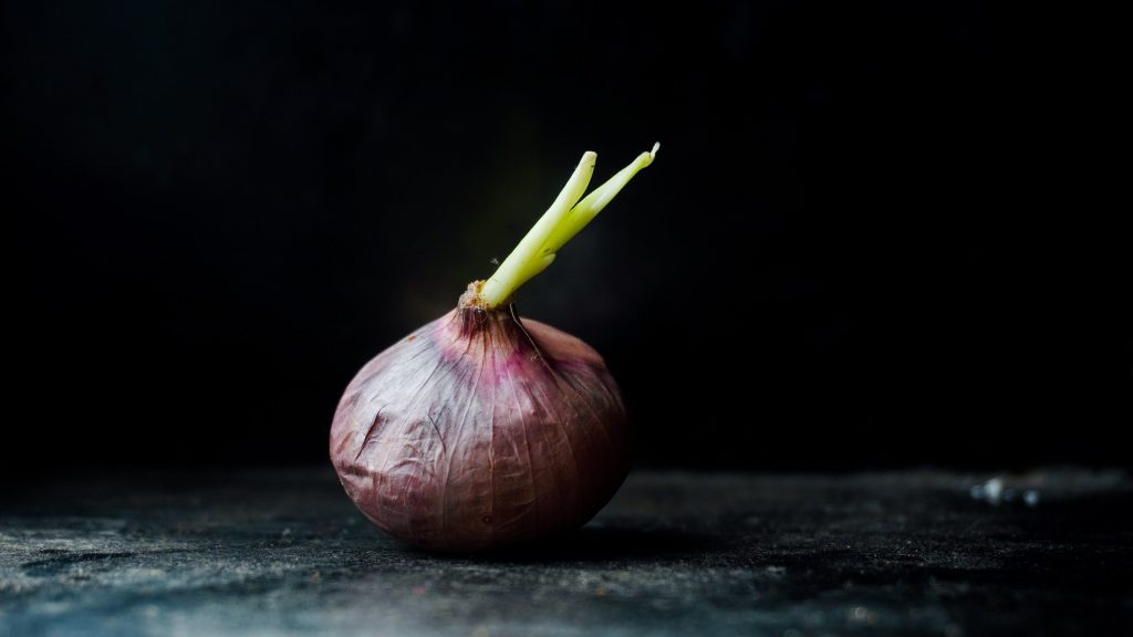 Gekeimte Zwiebeln essen: Giftig oder kein Problem?