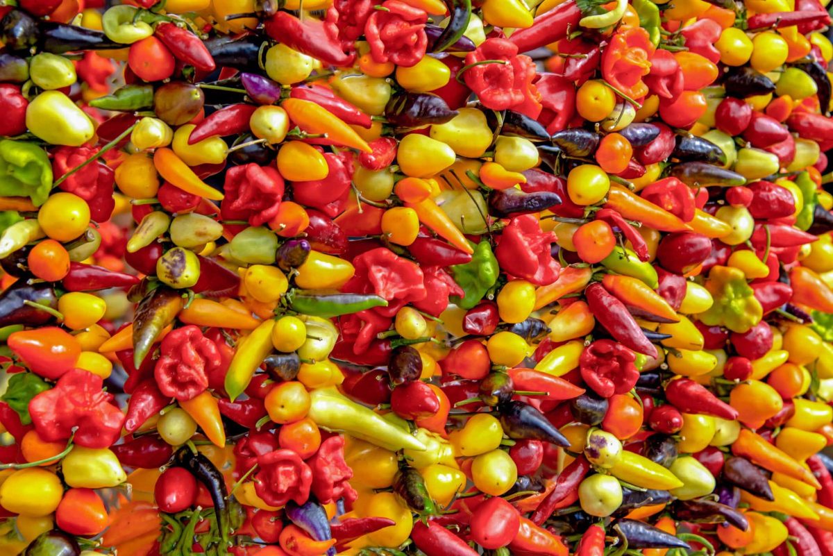 Chilisorten bunt weltweit nebeneinander an einer Wand auf einem Markt. Frontalansicht.
