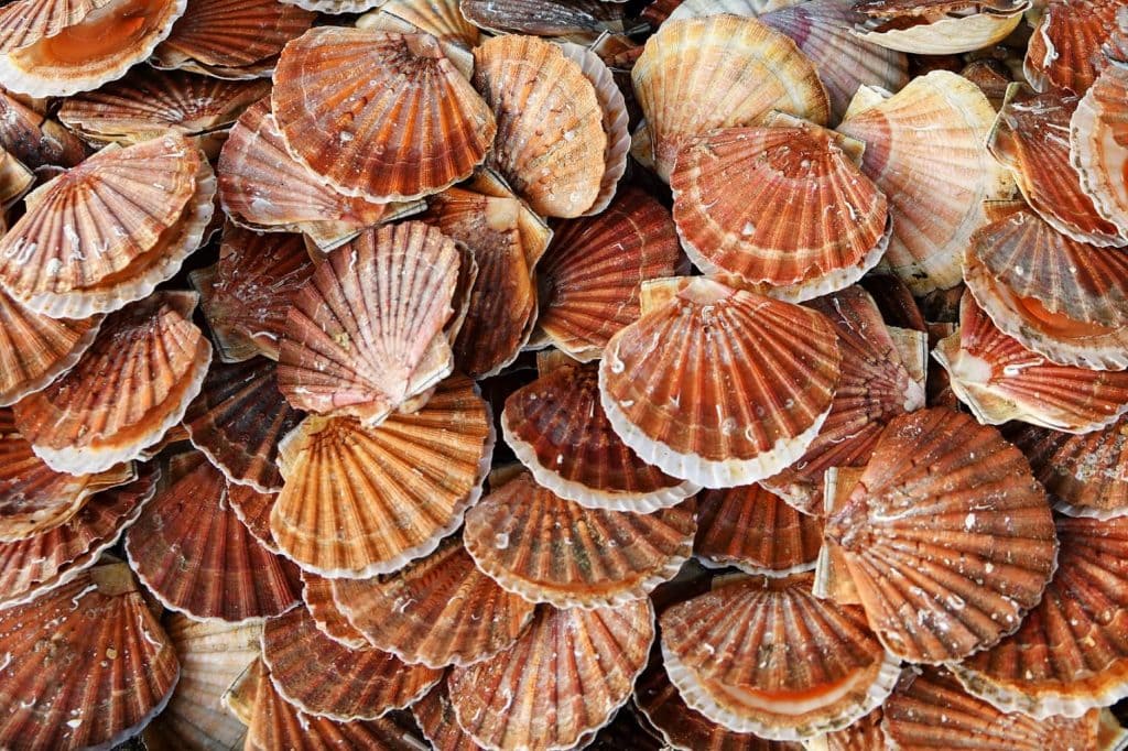 Jakobsmuscheln braten: Mit diesem Rezept gelingt’s