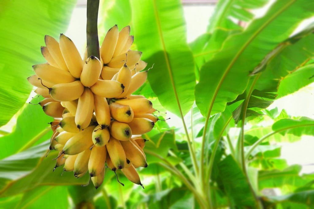 Angeber-Wissen: Warum sind Bananen Beeren?