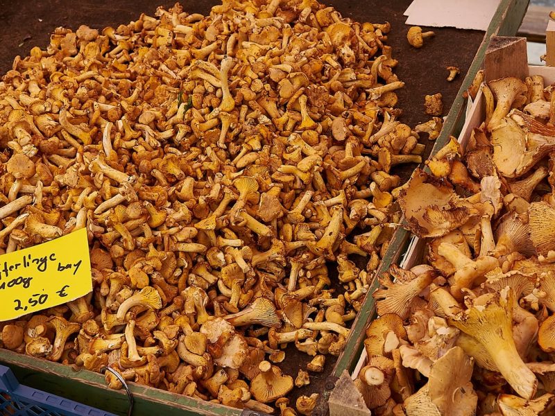 ein Marktstand mit sehr vielen frischen Pfifferlingen