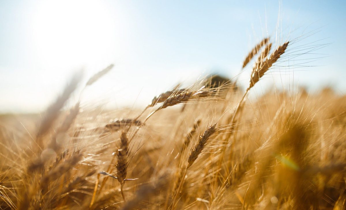 Farm-Food-Climate Impact Markt: ein paar Getreidehalme auf einem Feld im Sonnenlicht.