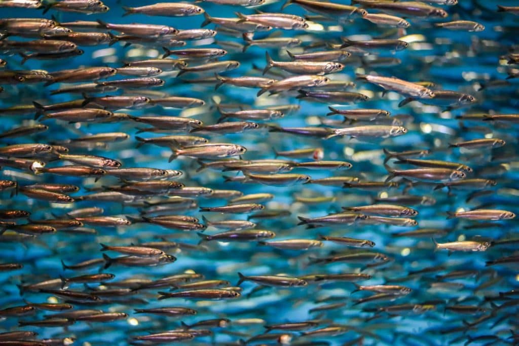 Sardinen und Sardellen – was ist der Unterschied?