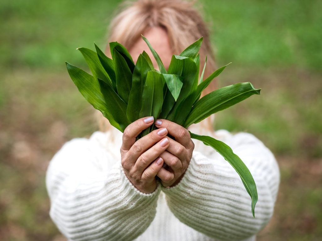 Bärlauch pflanzen: So gedeiht er im Garten und auf dem Balkon
