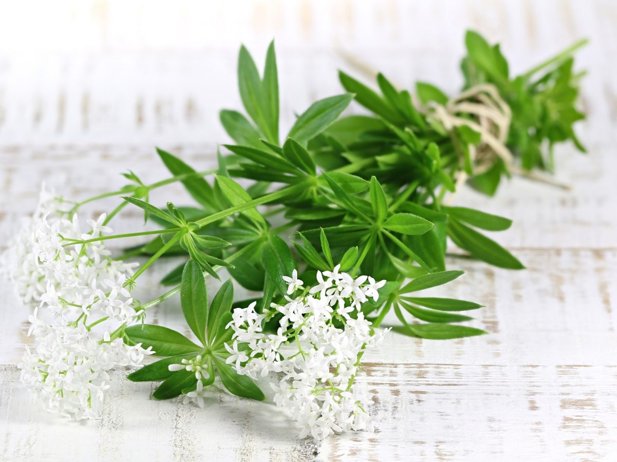 Ein Bund Waldmeister mit weißen Blüten auf einem weißen Tisch.