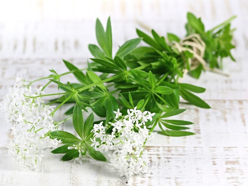 Ein Bund Waldmeister mit weißen Blüten auf einem weißen Tisch.