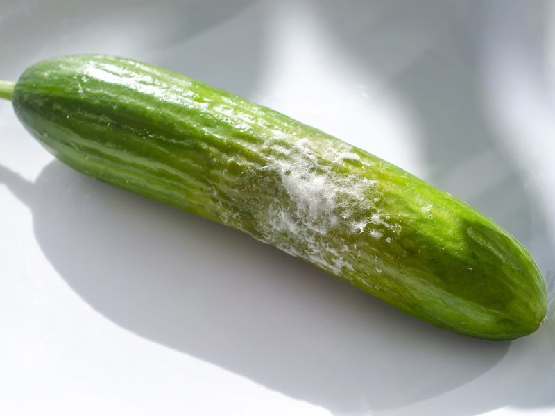 Eine schimmlige Gurke auf einem weißen Untergrund.