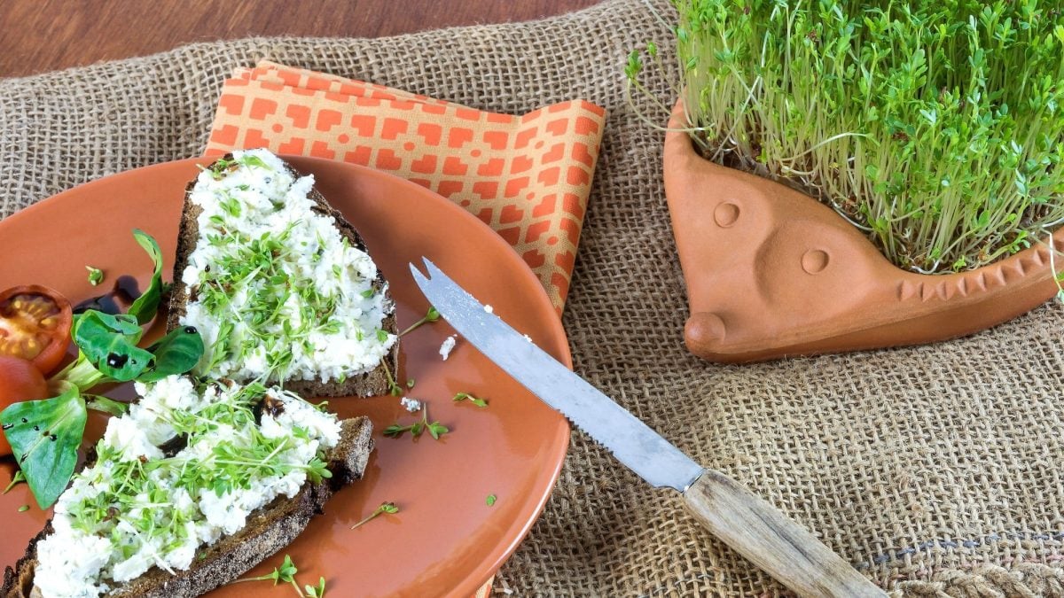 Draufsicht: zwei Scheiben Vollkornbrot mit Kresse-Frischkäse liegen auf einem Terracotta-Teller. Daneben liegt ein Kresse-Igel.