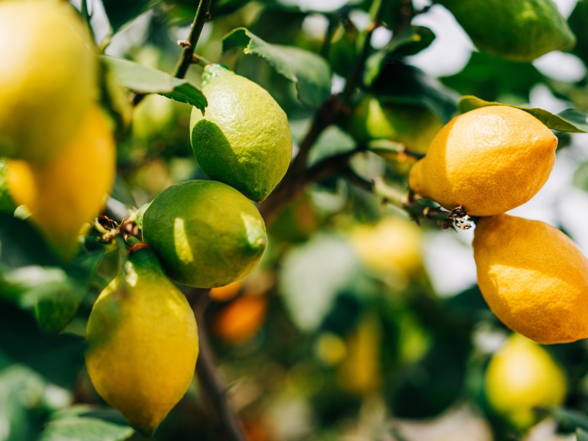 Achtung: Deshalb musst du auch unbehandelte Zitrusfrüchte waschen