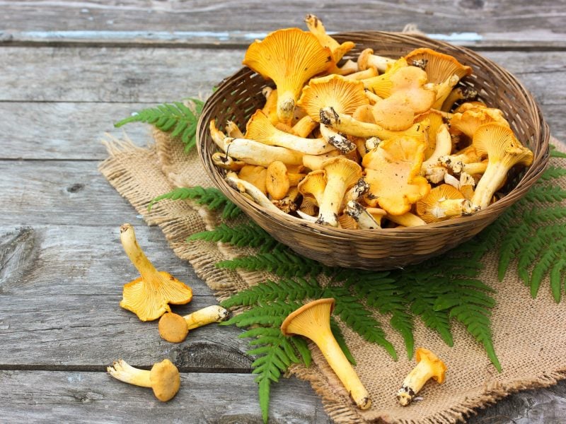 Frische Pfifferlinge in einer runden Schale und auf Holzboden / frischer Farn / Pfifferlinge zubereiten