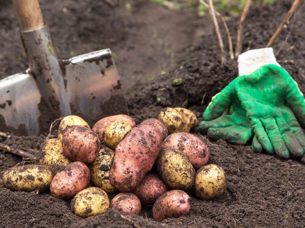 Festkochende Kartoffelsorten: Unsere Favoriten