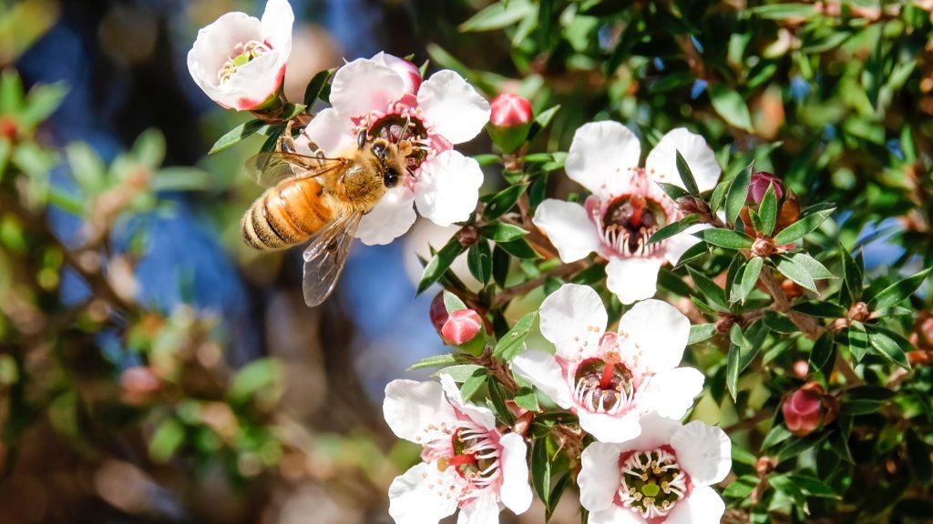 Manuka-Honig: Gute Qualität beim Einkauf erkennen